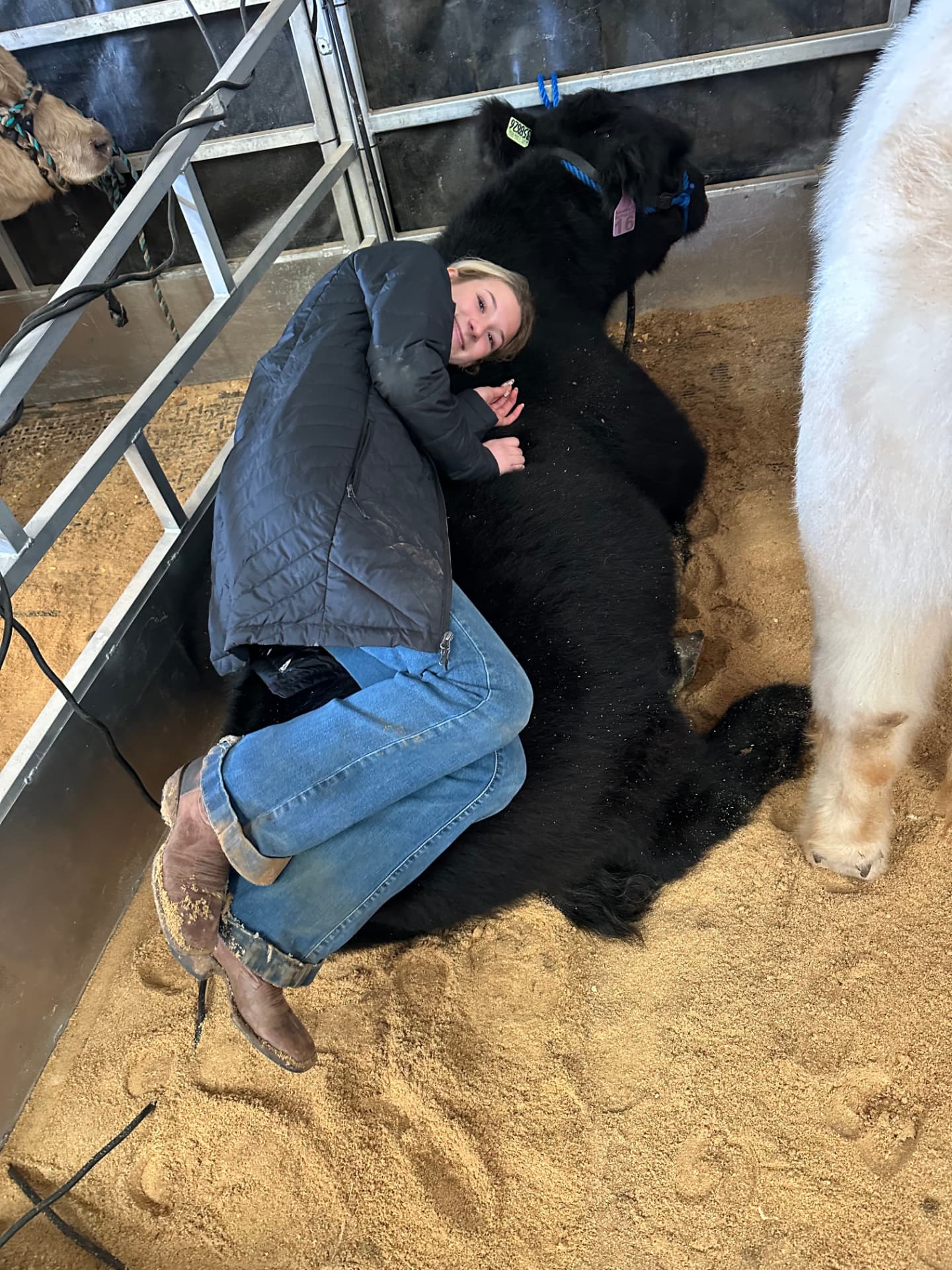 Morgan: Nurturing the cattle