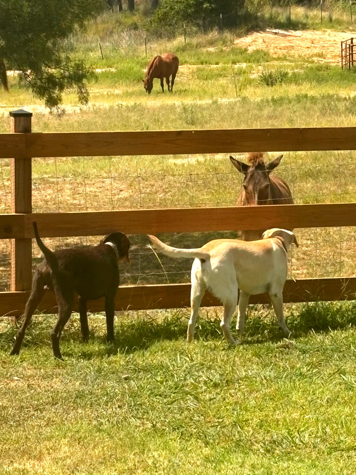 The ranch dogs visiting the horses at the fence at Flying Spur Ranch