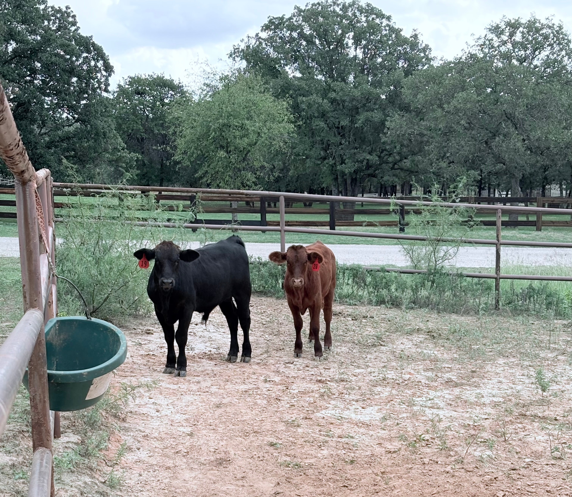 Young black and red calves in the pen at Flying Spur Ranch