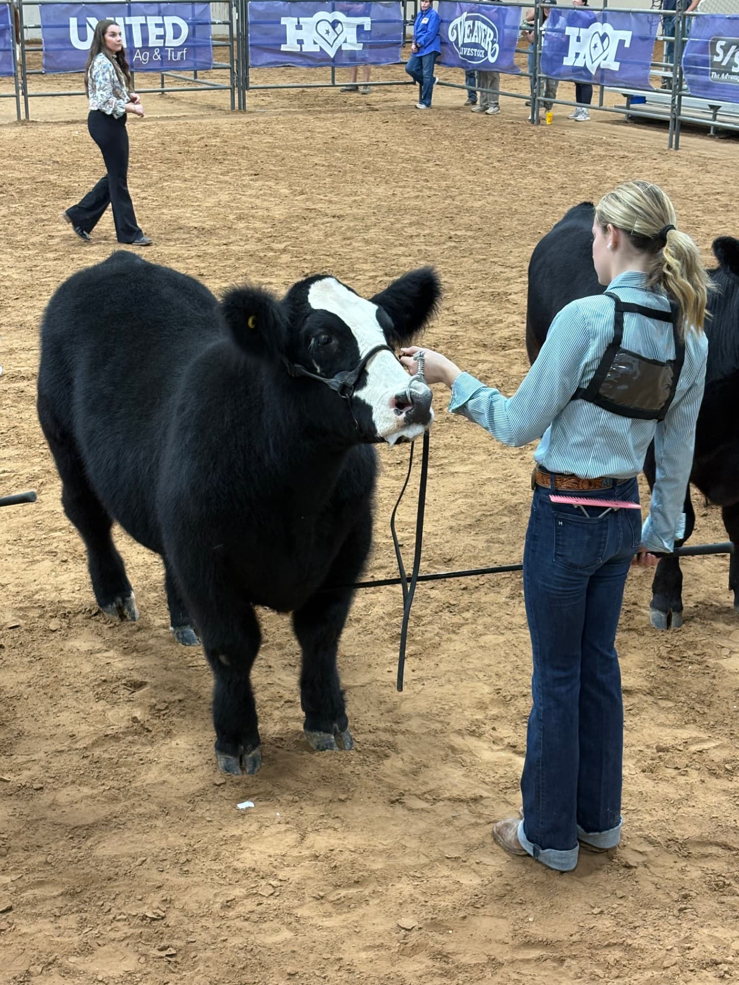 Morgan: HOT Steer Show · Waco, TX 2026